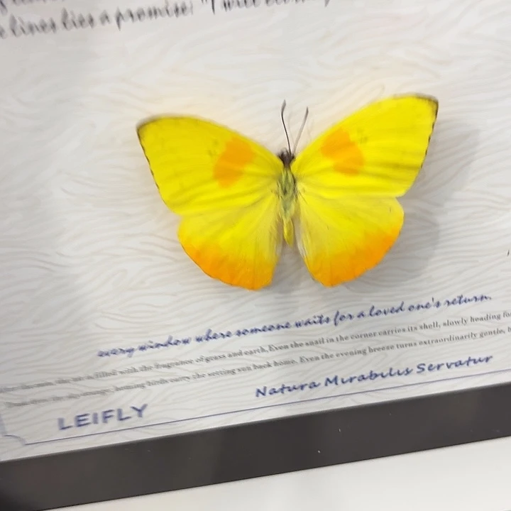 夏***冰蝴蝶标本定制185@