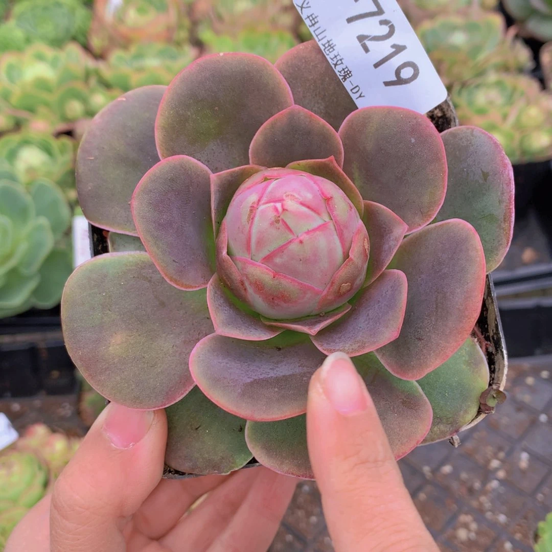 7219紫帕g g g f g f c v