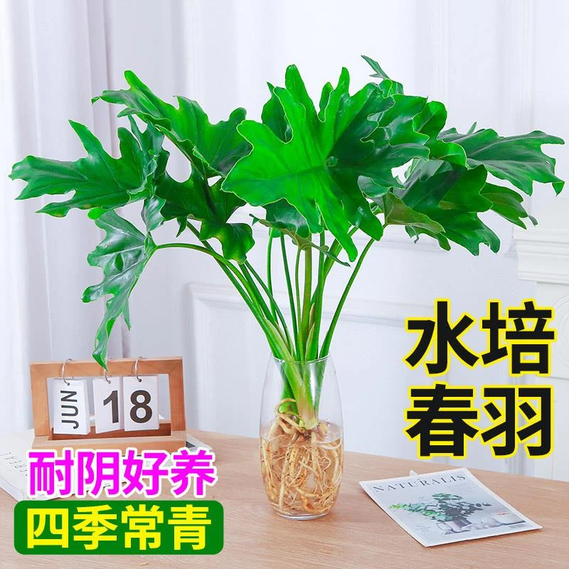 水培植物春羽盆栽蔓绿绒室内龟背竹春雨绿植常青绿萝好养办公桌面