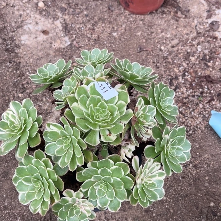 粉海王手捧多肉植物111