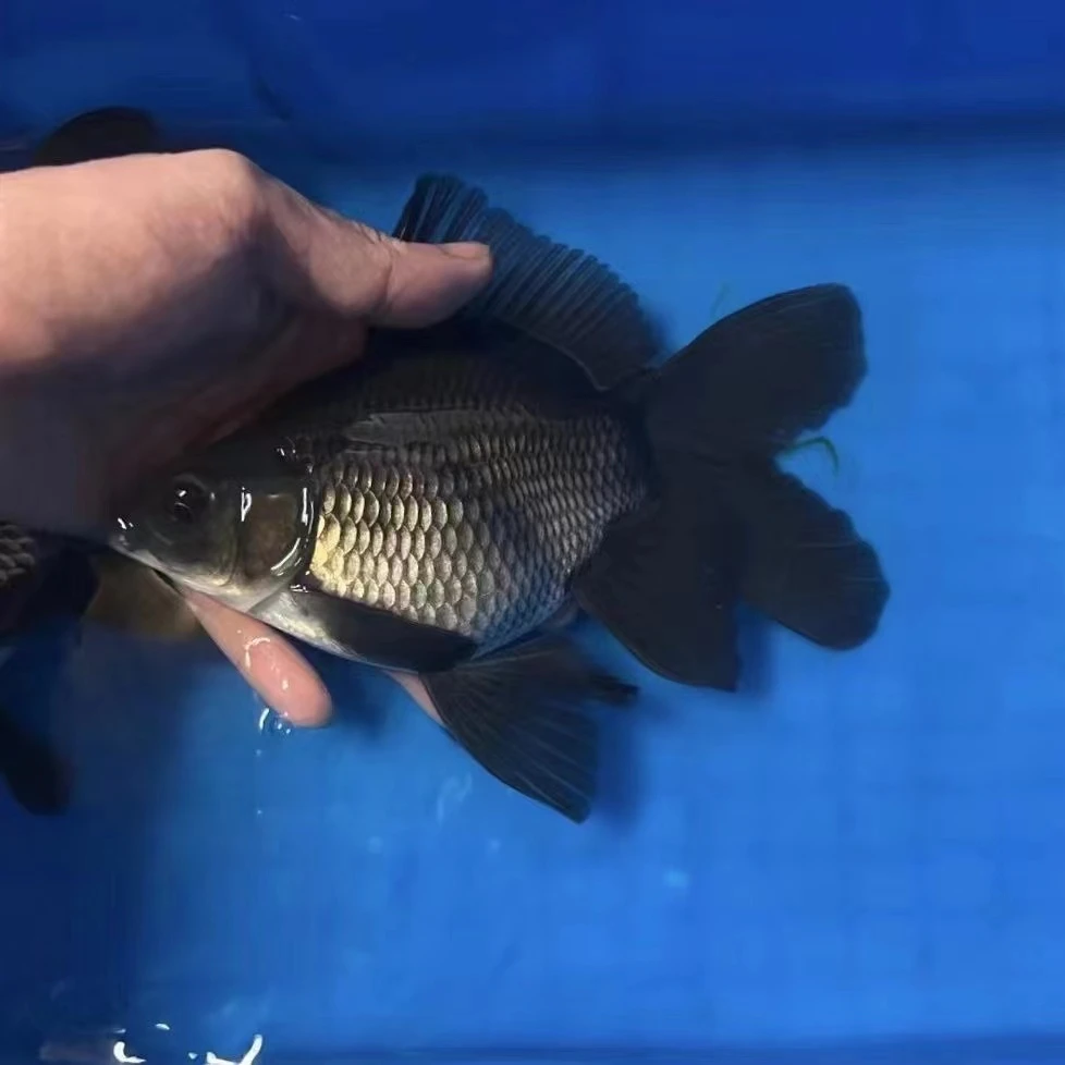 【宏泰渔场】精品台系黑色蝴蝶鲤墨蝶短身11-13，16-18，顺丰包邮