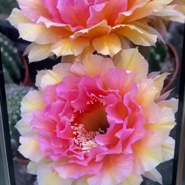 香香42号侧芽3-3.5公分左右