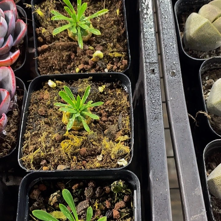 小菠萝带盆土发货