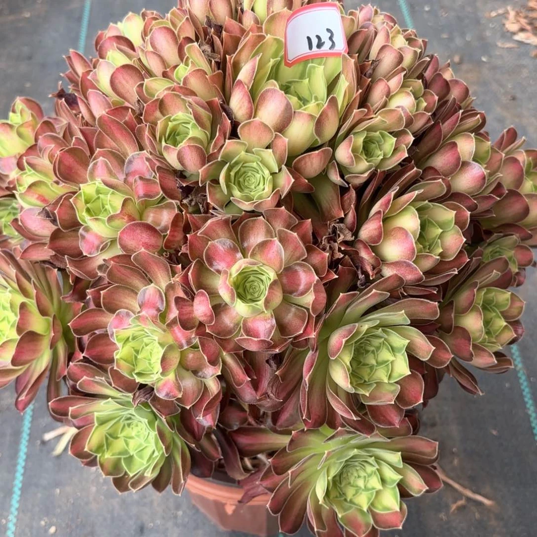 无花朵123少华多肉植物绿植