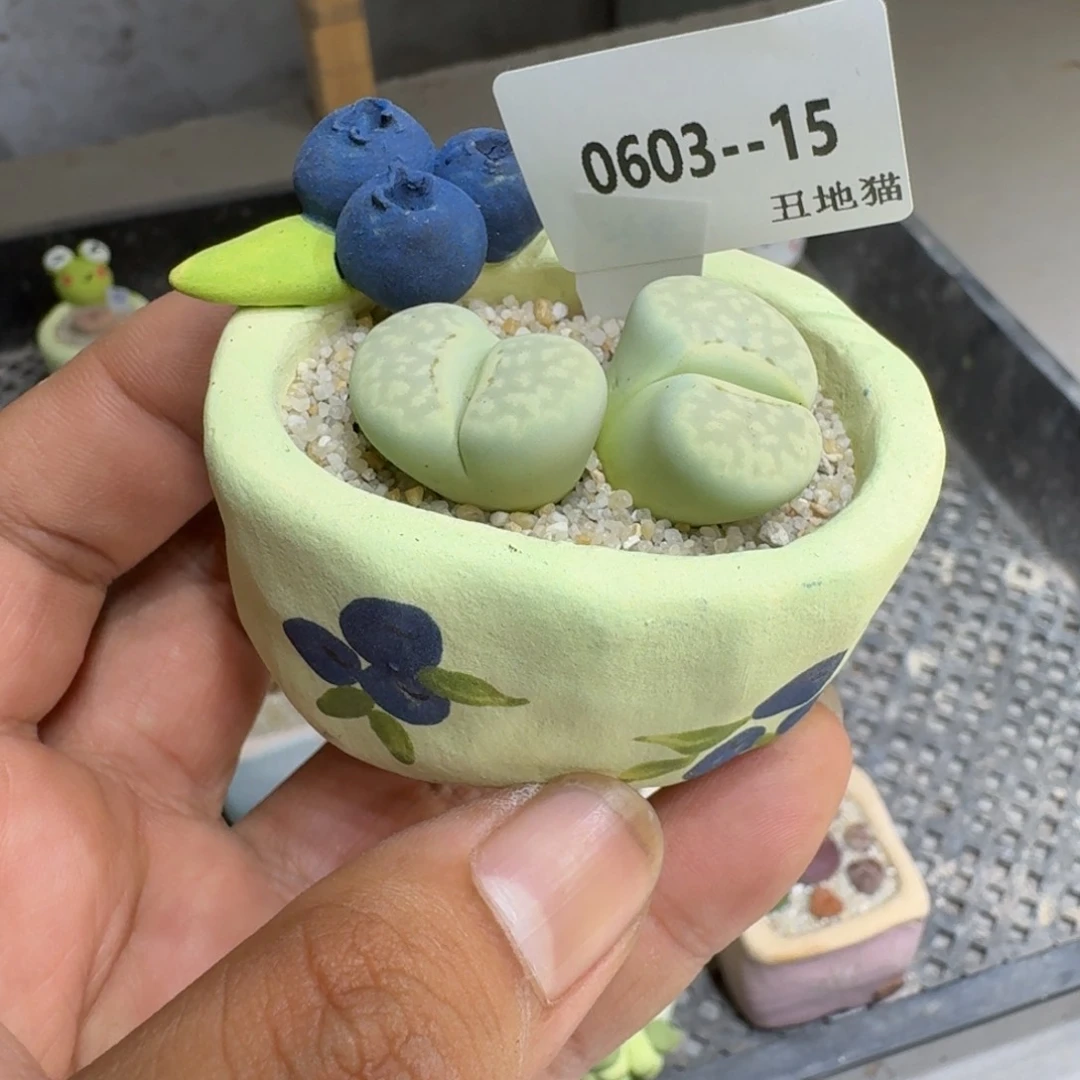 j**u0603/015生石花