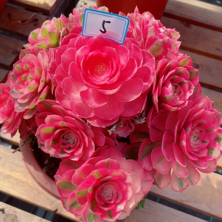 5老庄多肉法师倾城