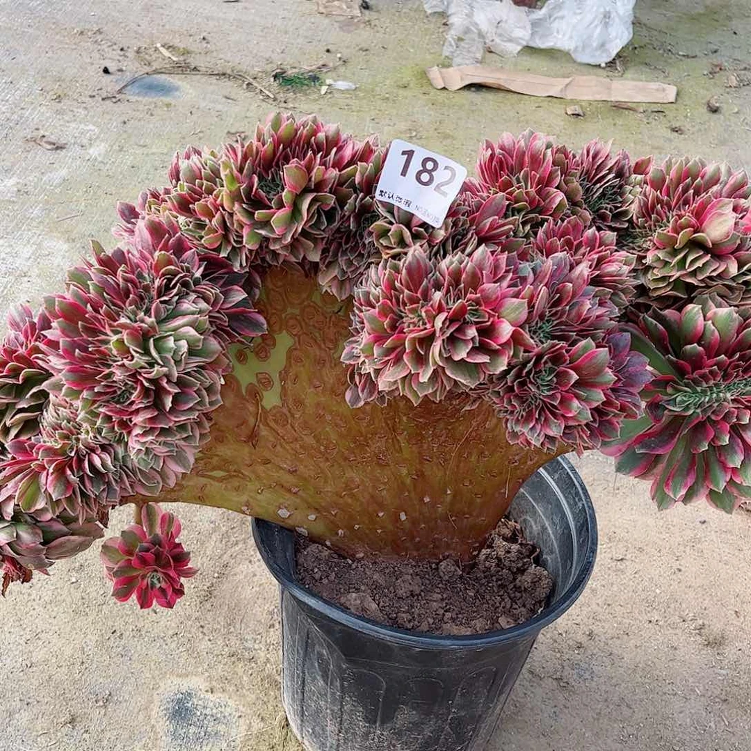 无花朵?***?多肉植物缀182