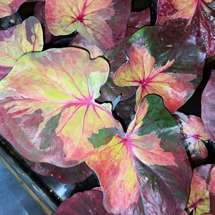 50-1022日光sunlight彩叶芋泰国