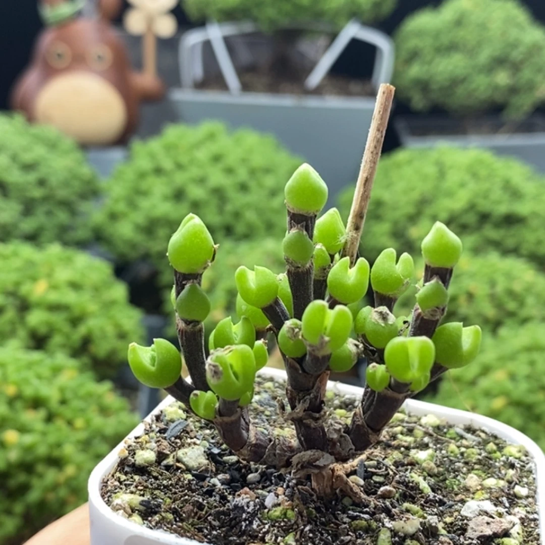 丶***丶枝干兔子8287枝干番杏