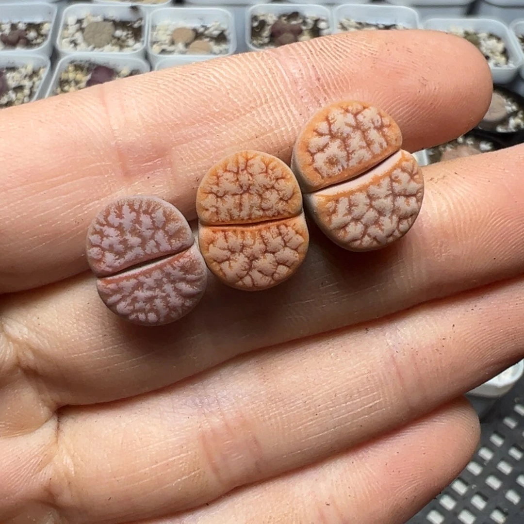 【闪购商品】912……