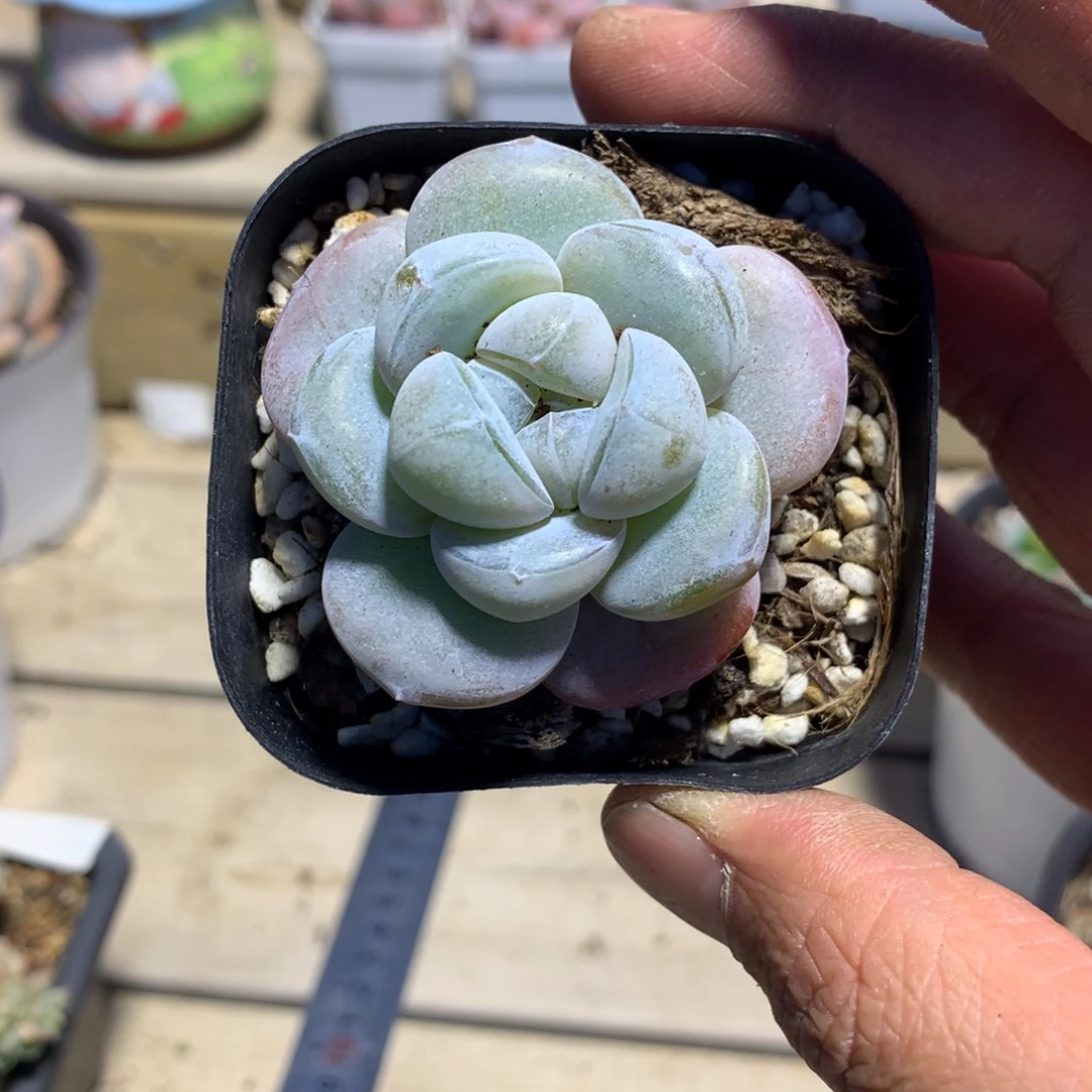 6409雪瓷优选一棵5厘米