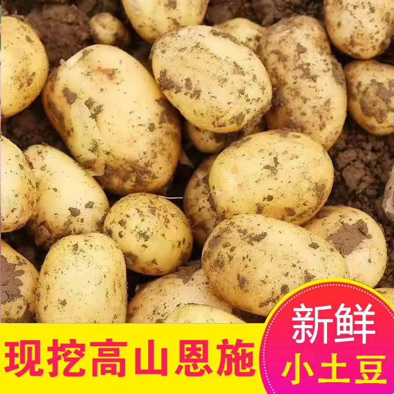 恩施高山小土豆土特产农家自种新鲜老品种黄心洋芋马铃薯