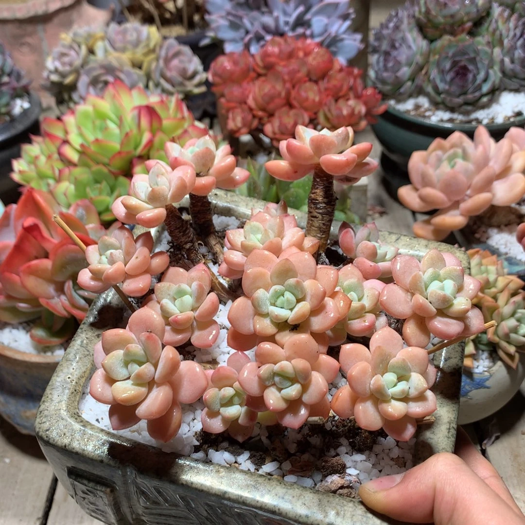 白马多肉植物ganjinjin