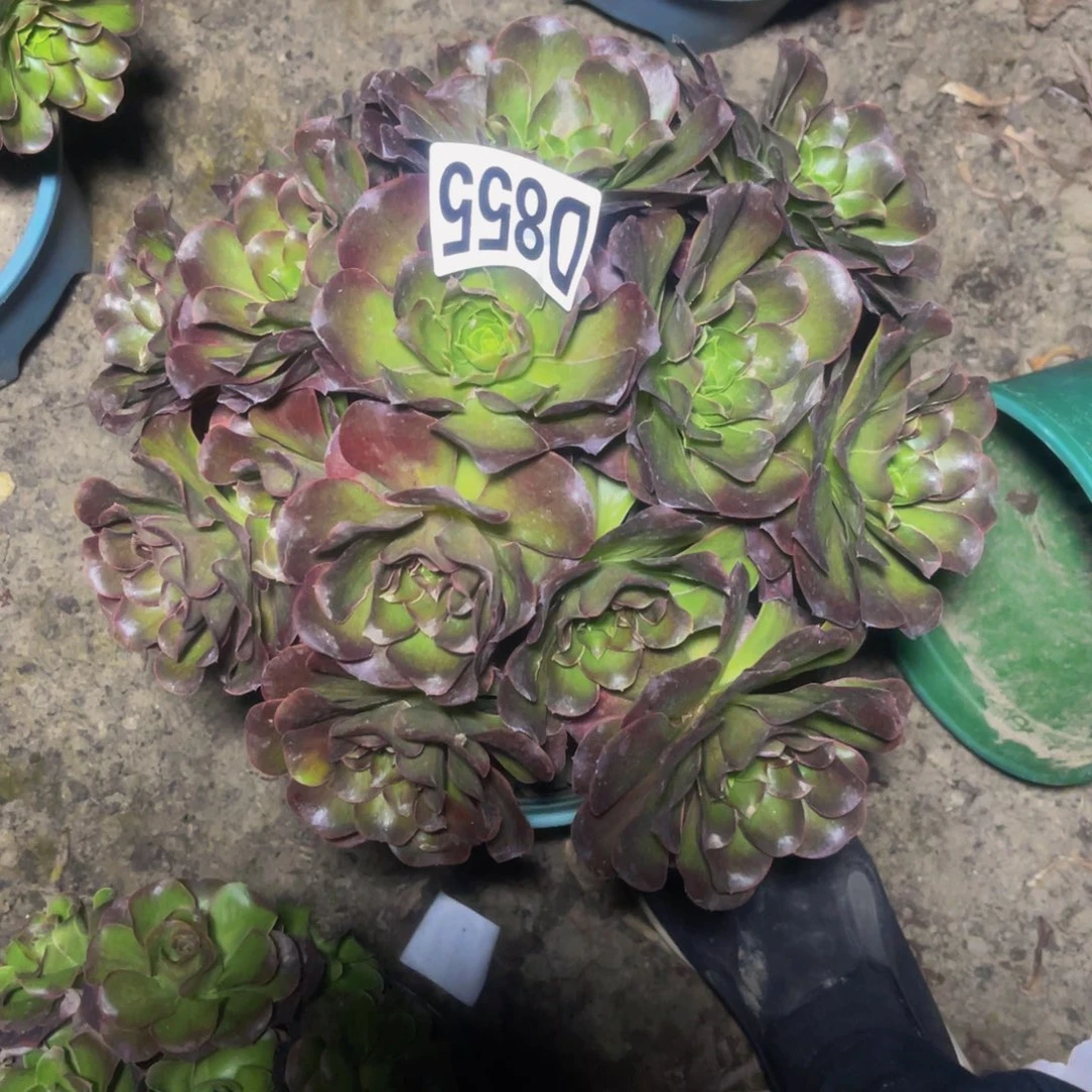 魅金法师16/////46包邮