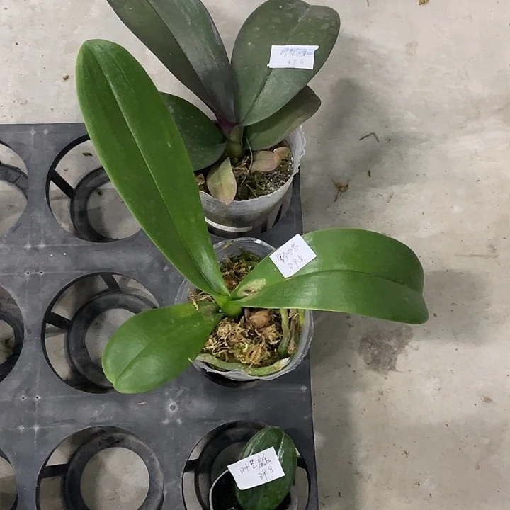 完全开放处理叶损野猫➕哈根达斯➕1.7叶艺盲盒3不售后