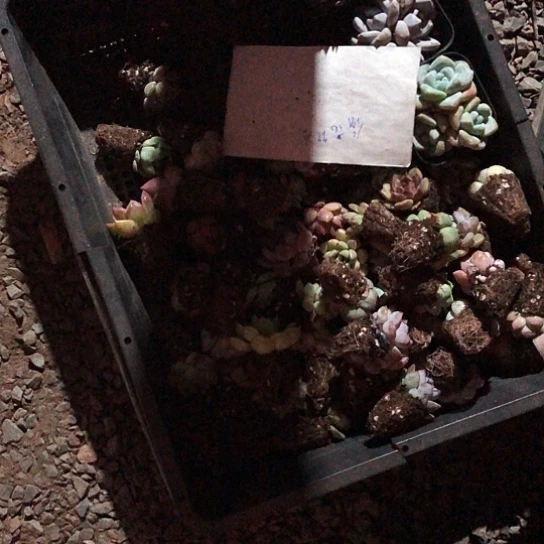 (****我要不明天你还要继续