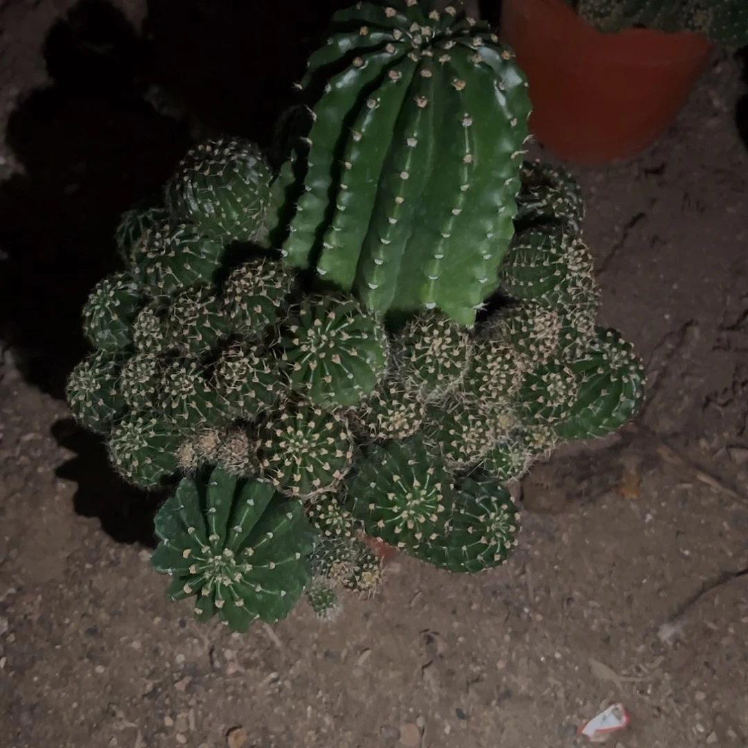 无花朵人**途浓桃筋群4678899