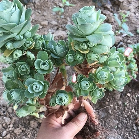山地玫瑰二棵多肉28