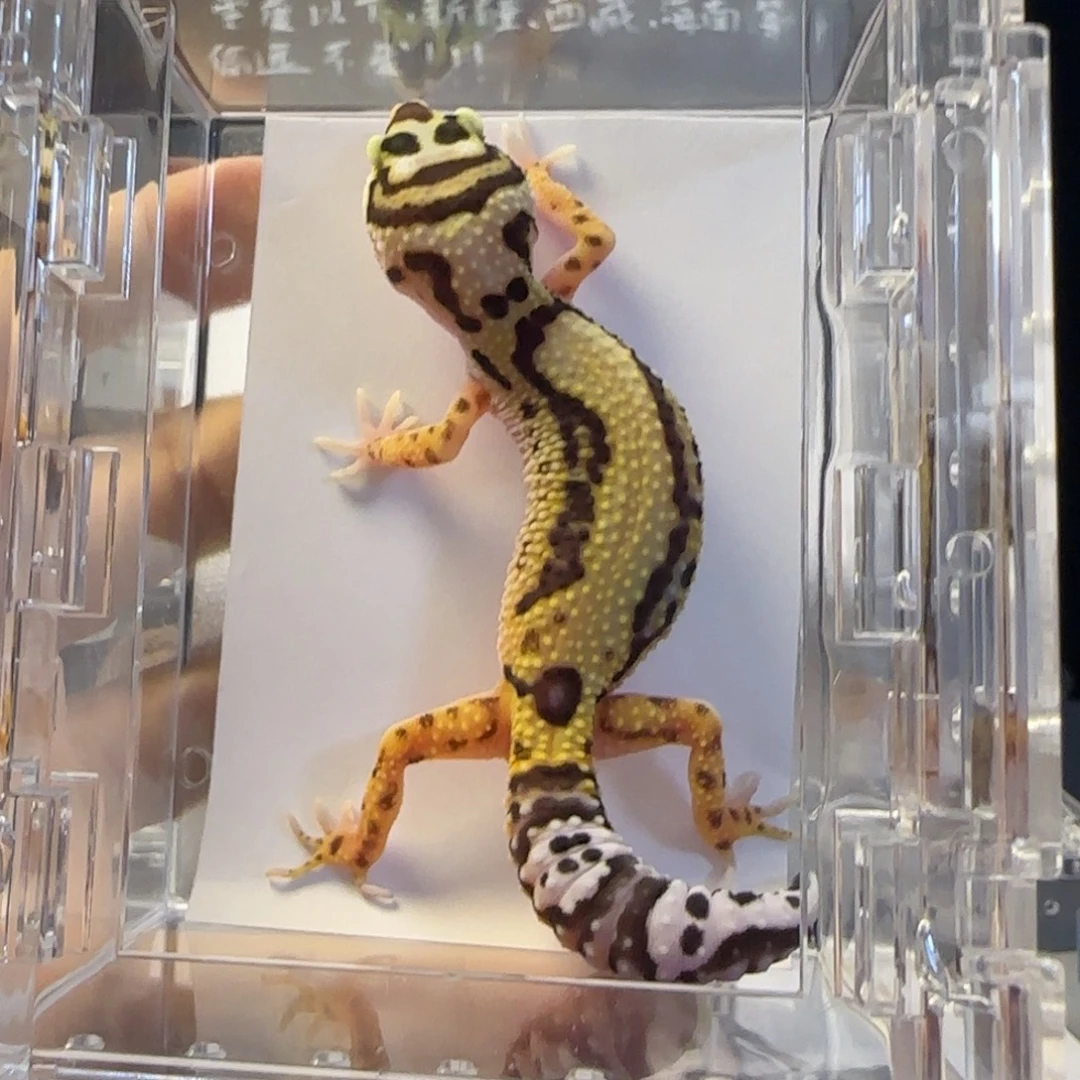 豹纹守宫土匪江南守宫