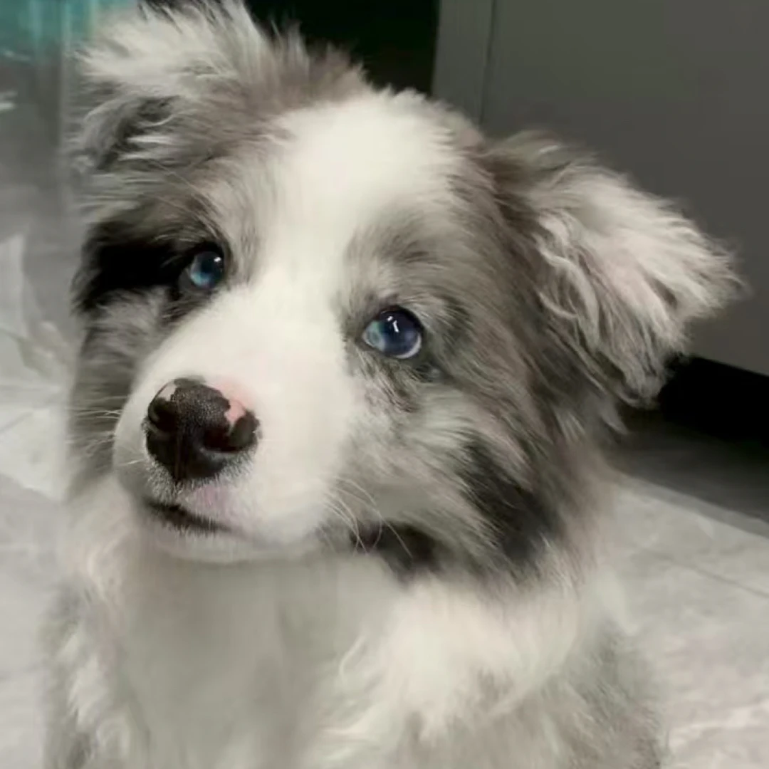哲哲边境牧羊犬幼犬幼崽纯种边境牧羊犬