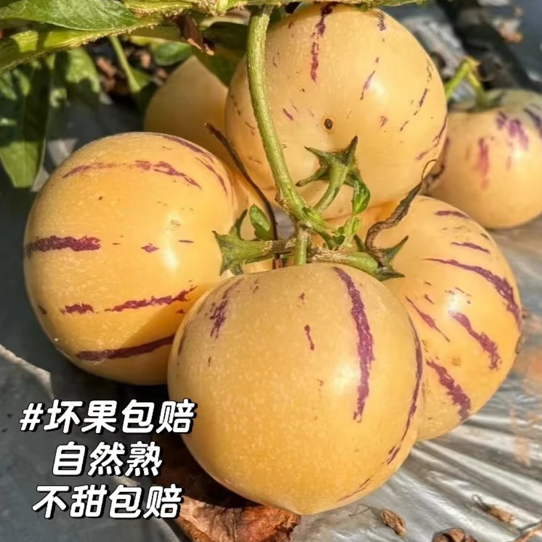 云南石林风化石地树上熟鲜果黄肉圆果不甜包赔不熟包赔人参果水果