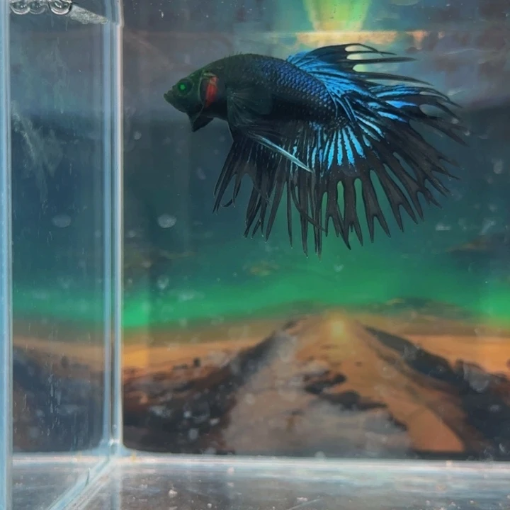 斗鱼所有朋友也有一个