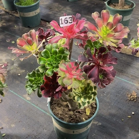 杨***柳法师嫁接的时候就会有163