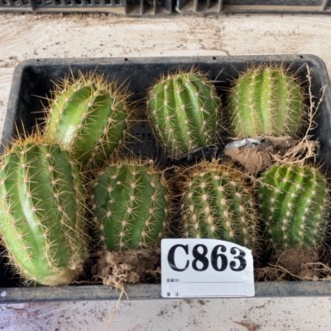 种子苗毛花柱c 863