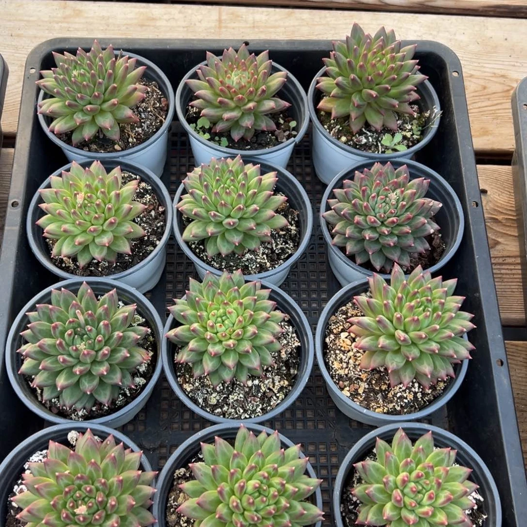 5133拍一发三肉肉肉肉肉肉肉肉肉