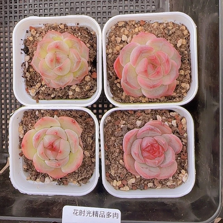 花时光精品多肉62