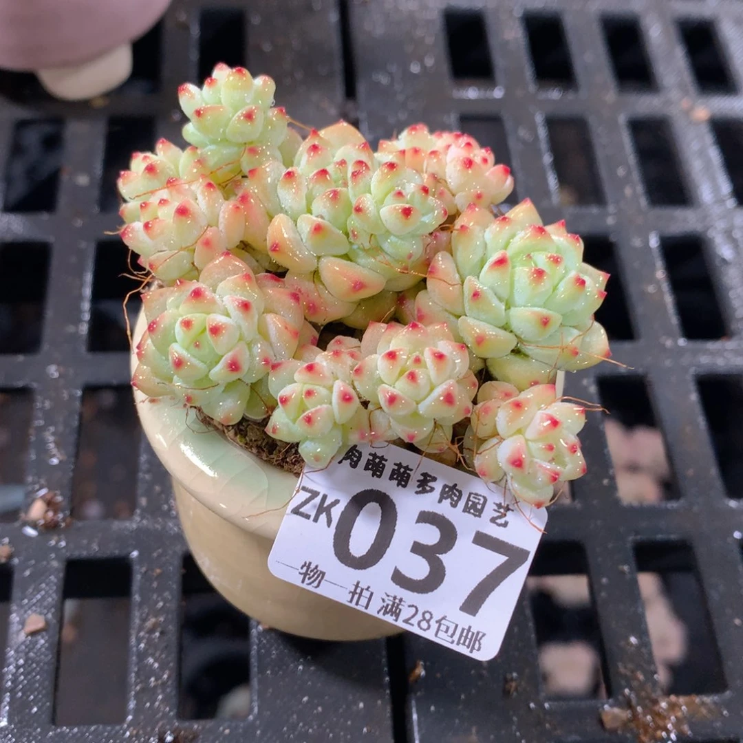肉萌萌拇指盆精控多肉ZK037