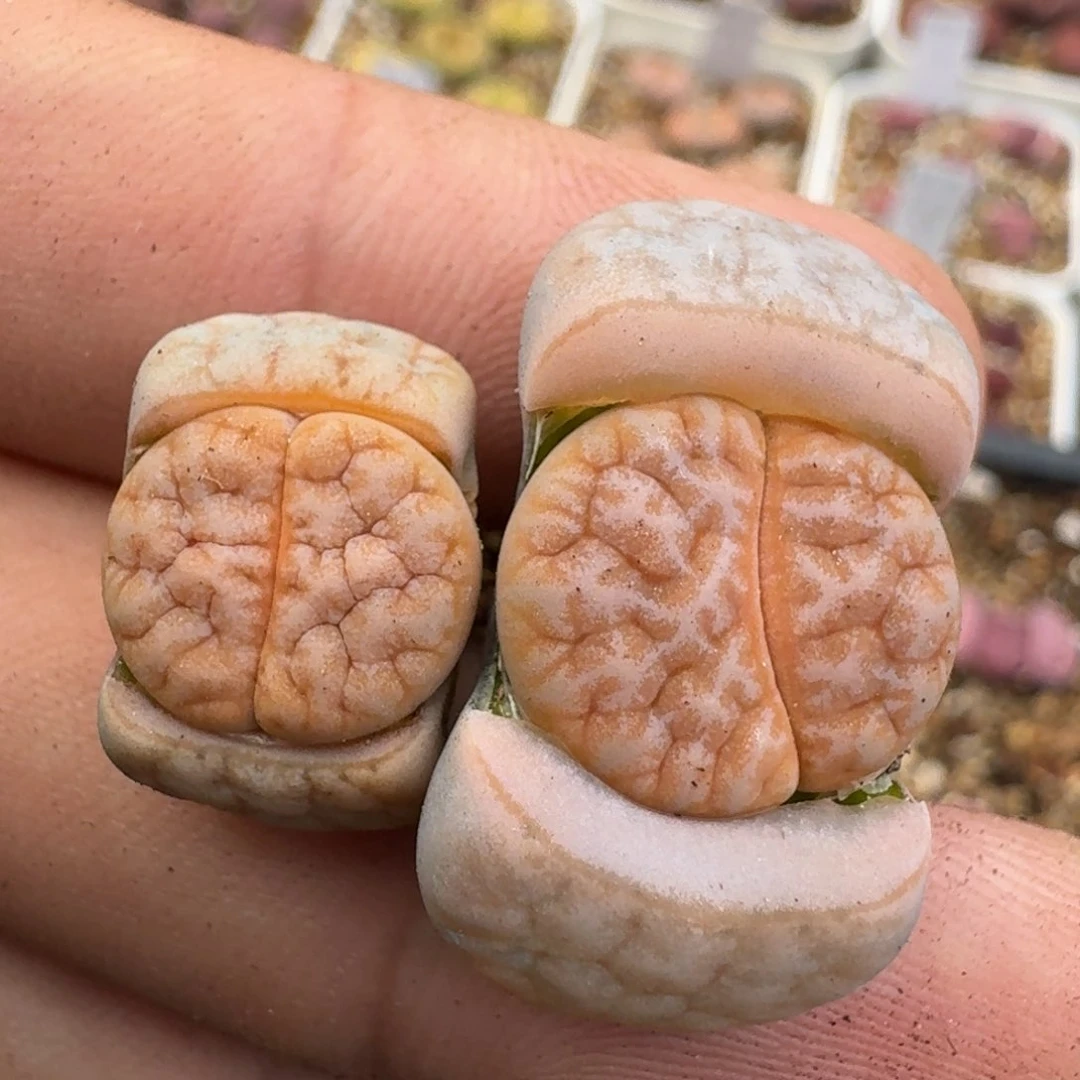 K112美纹拿铁荒三年