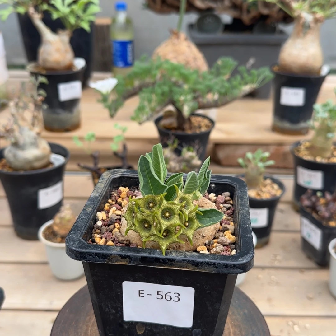 563黑球花罗摩块根植物