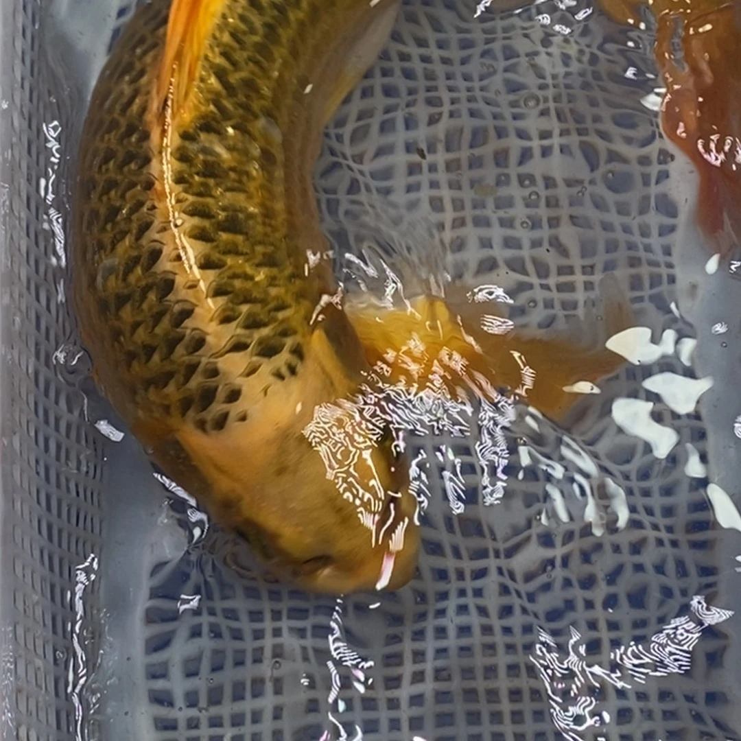 锦鲤锦鲤（无开箱视频不售后）