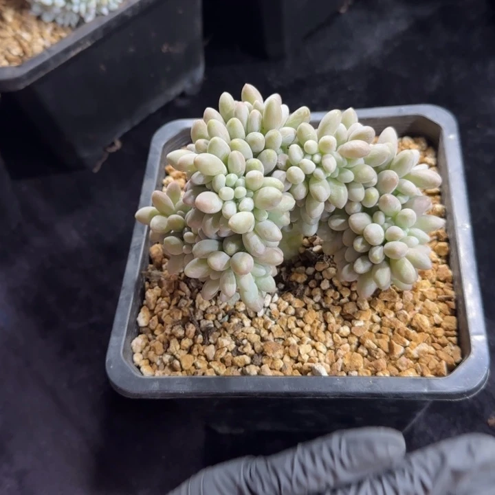 胖**：11厘米左右一物一拍的