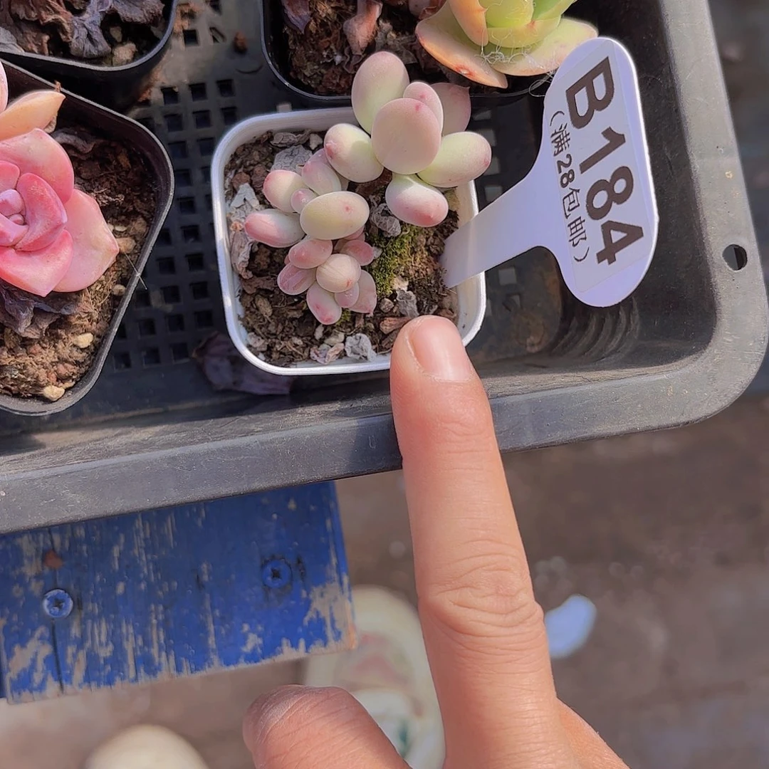 B184苹果奶一物一拍