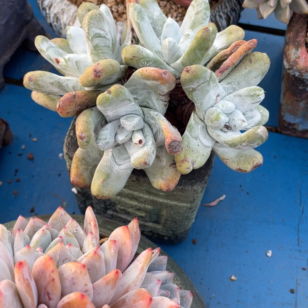 豆总多肉拇指仙女杯