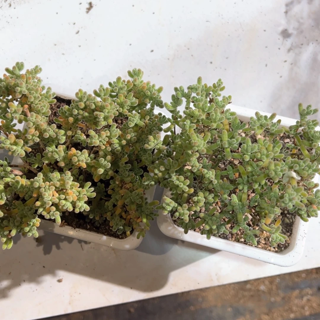 奶油冰晶老桩系列精品