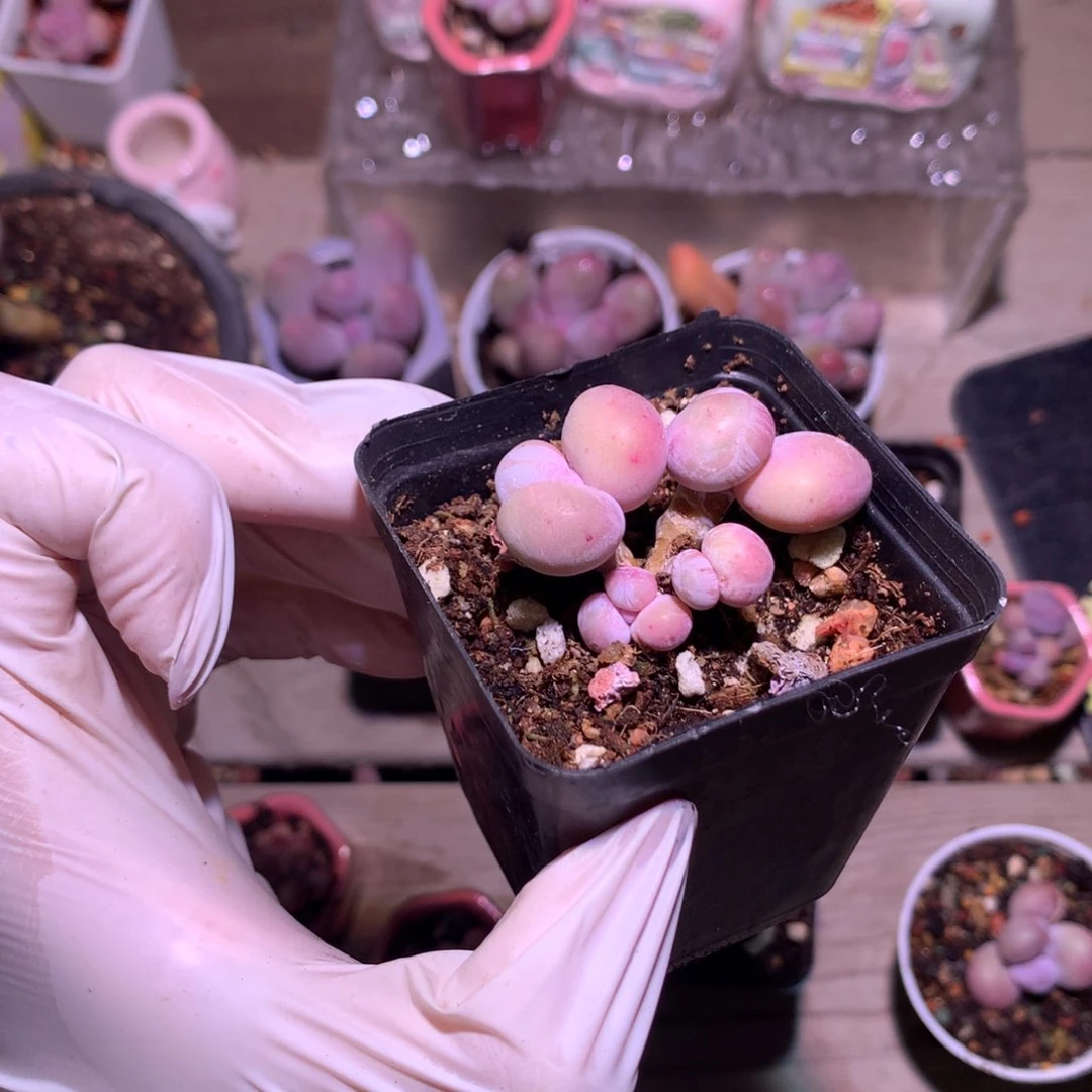 咩****乖水光针奶酪多肉水光针