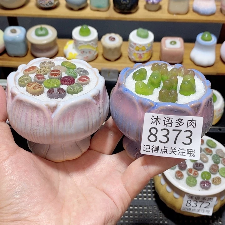带盆土植物 精美盆栽8373