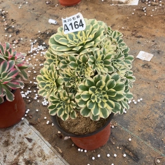 164迈巴赫不包断枝