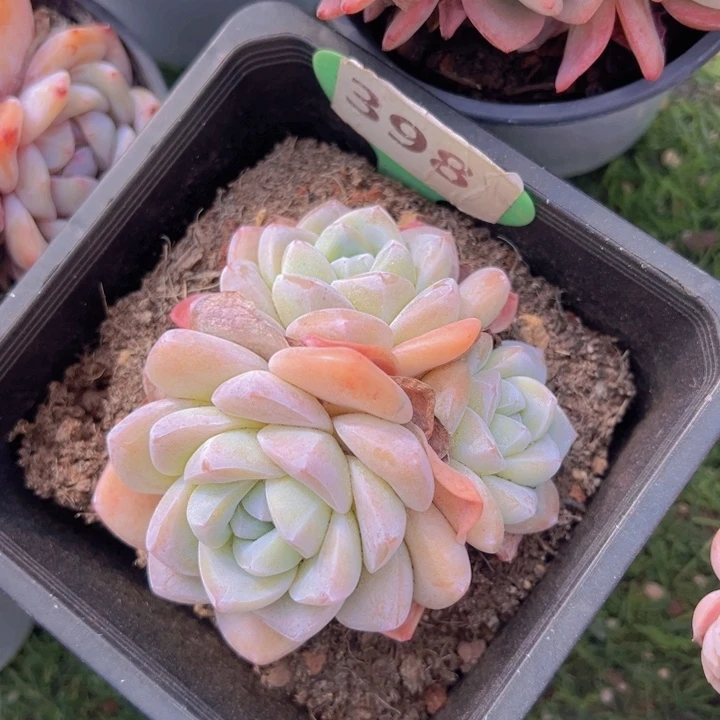 健健康康平平安安