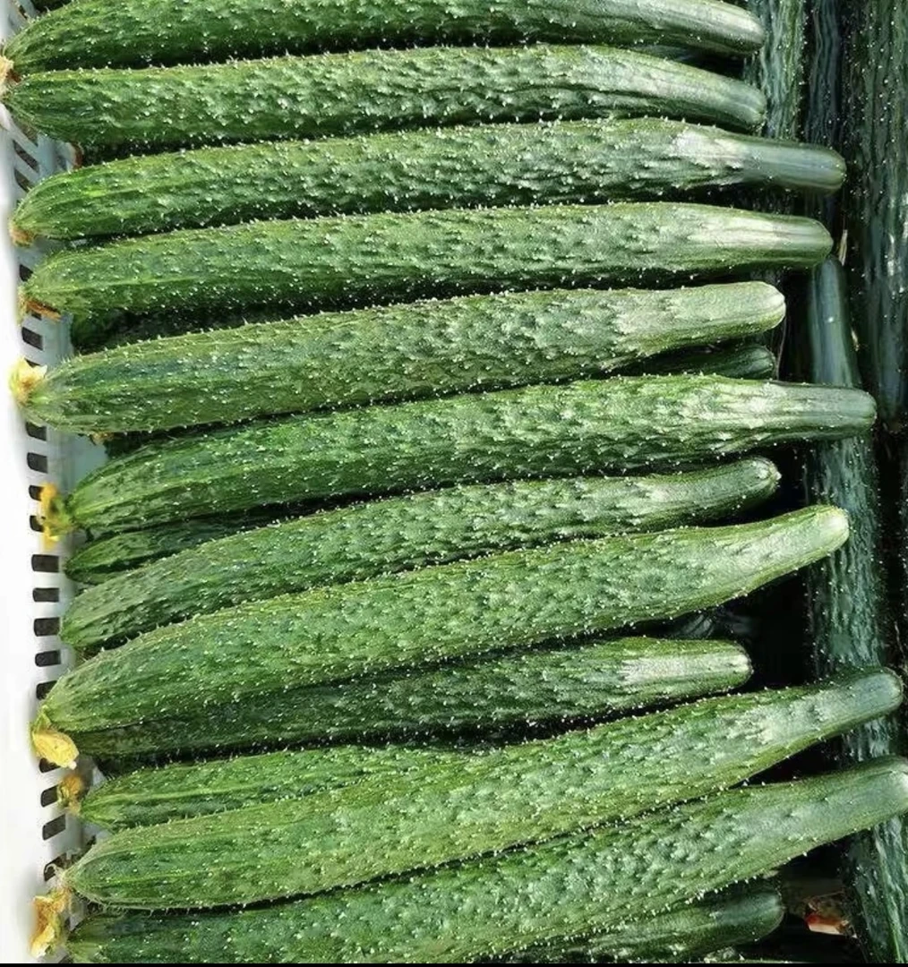 云南新鲜绿刺黄瓜蔬菜当季新鲜蔬菜现摘现发云南新鲜农家蔬菜