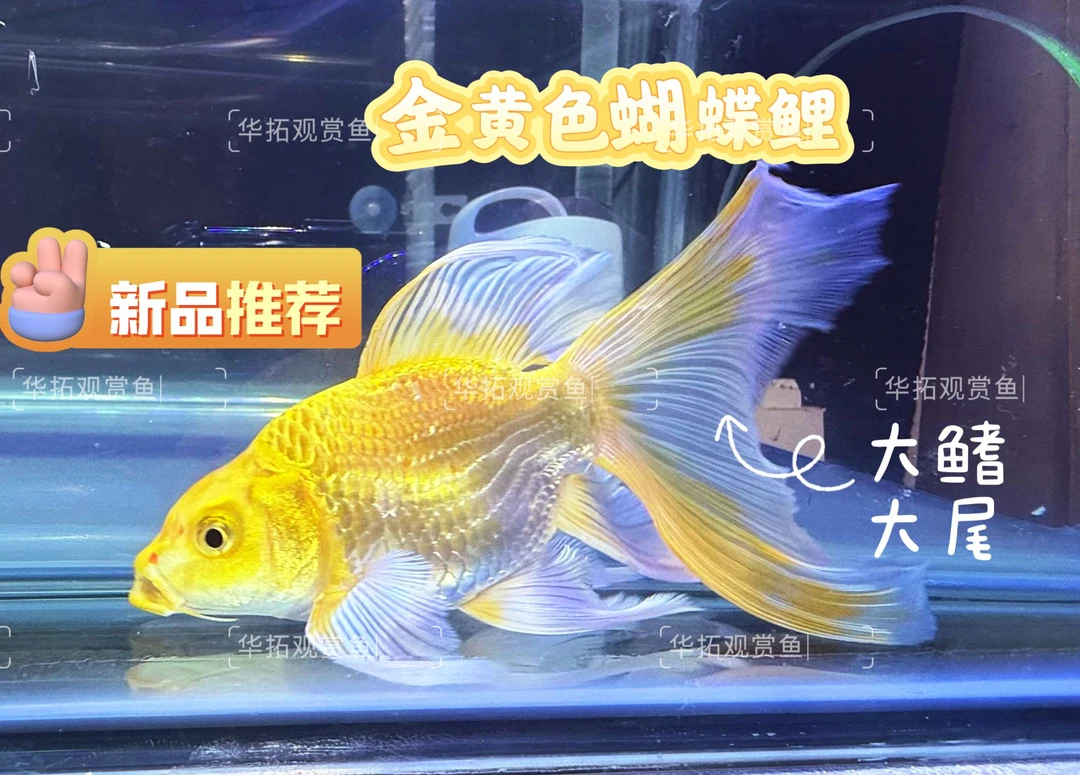 金色短球蝴蝶鲤长尾大鳍淡冷水观赏鱼鱼缸龙头耐养蝴蝶龙鲤