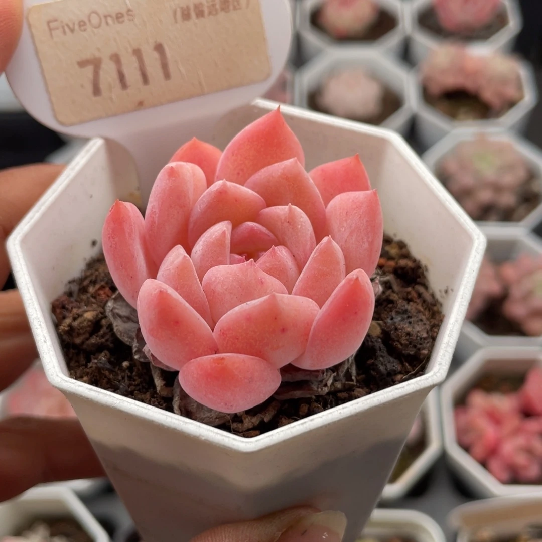 草莓果酱7111-4.0厘米