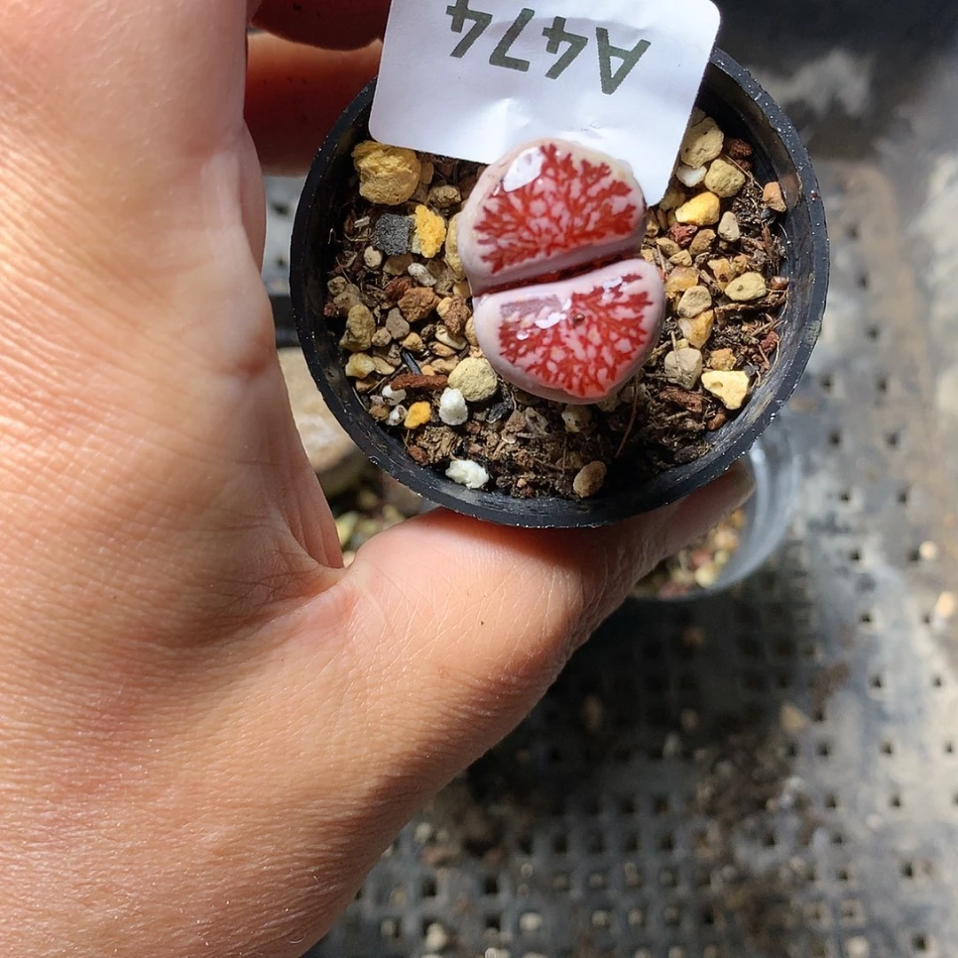 A474多肉植物保护研究所