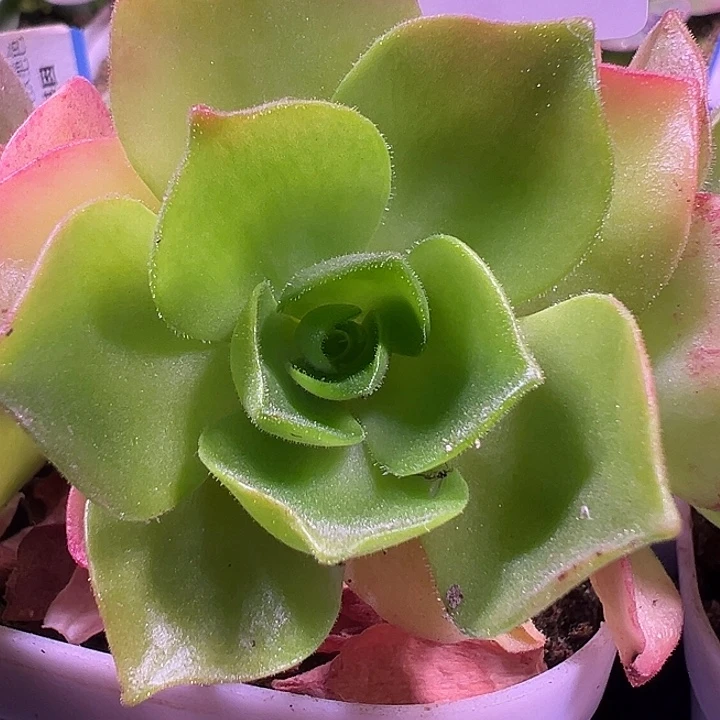 露妮429绒毛闪光彩虹杂侧芽
