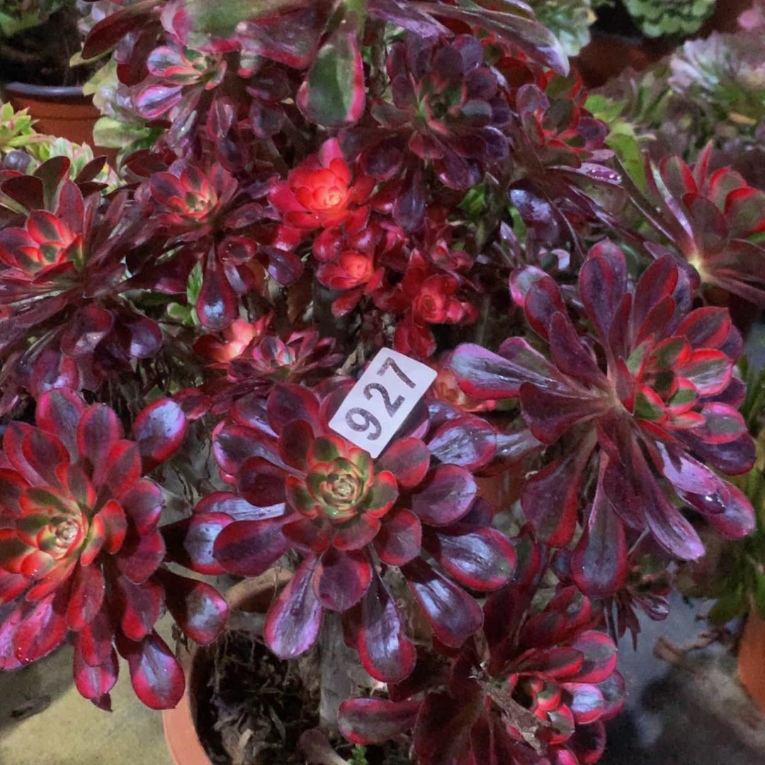 【闪购商品】澳**园927丽娜多肉