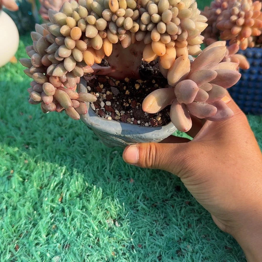 桃花园带龙头摆尾板子缀