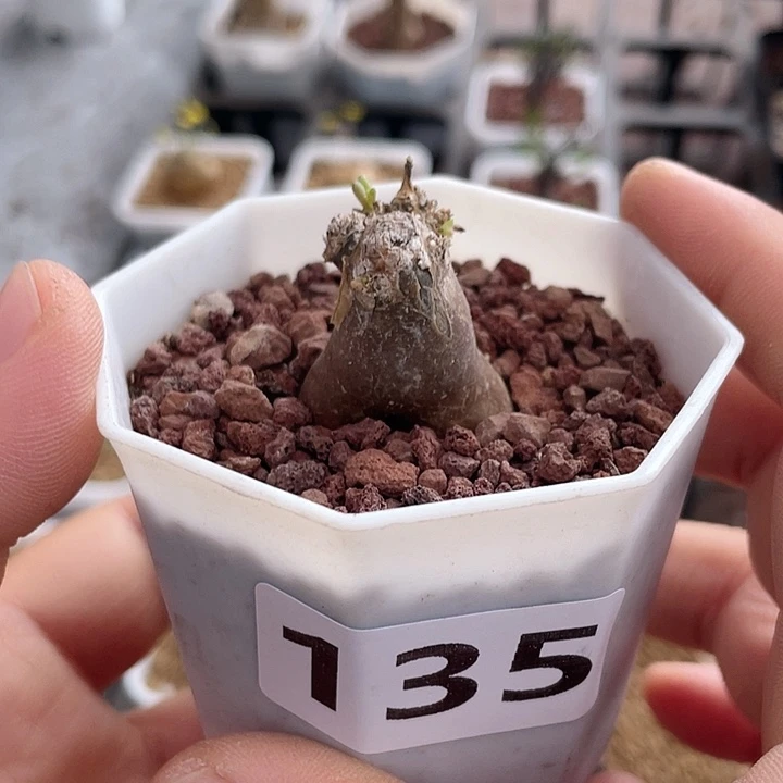 135淡青霜块根植物
